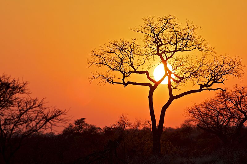 El Parque Kruger, la mayor reserva de animales de Sudáfrica